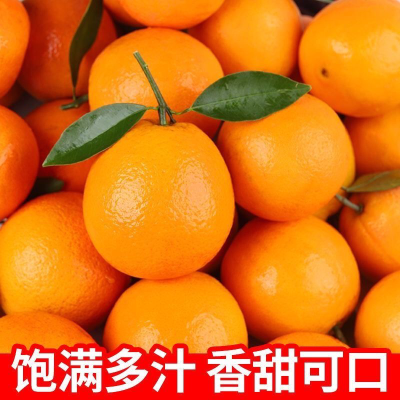 【精品】开州脐橙大量上市诚信代办可视频看货