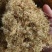 甜叶菊种子甜菊香草甜菊叶花草茶阳台花卉四季播种蔬菜种籽