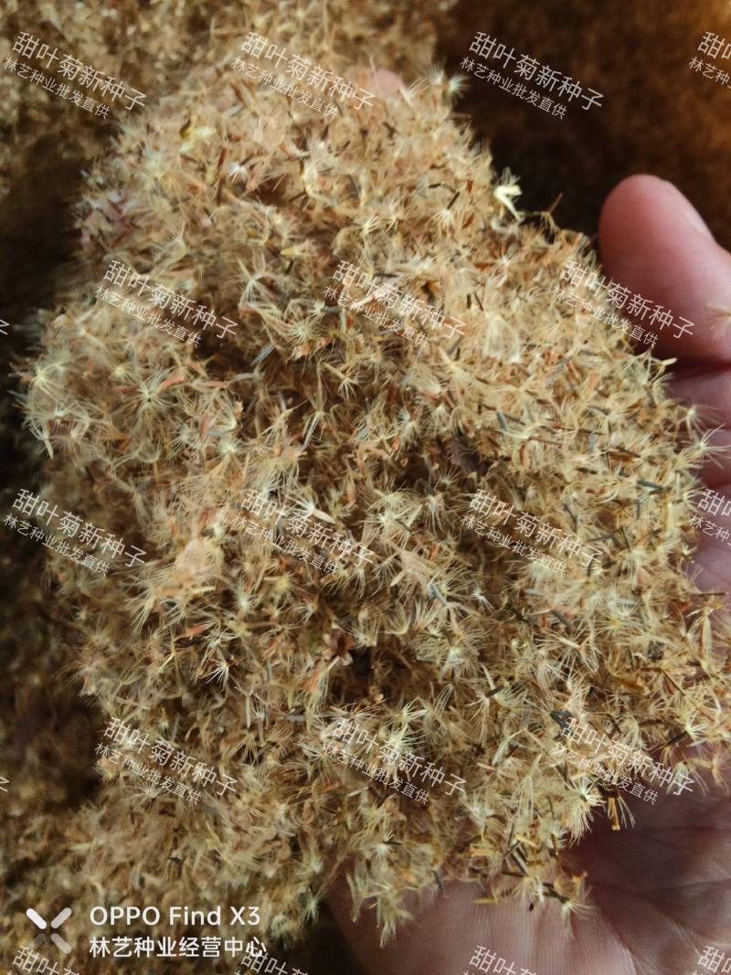 甜叶菊种子甜菊香草甜菊叶花草茶阳台花卉四季播种蔬菜种籽