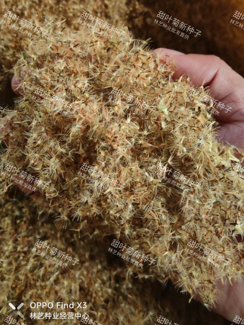甜叶菊种子甜菊香草甜菊叶花草茶阳台花卉四季播种蔬菜种籽