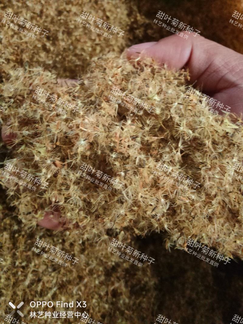 甜叶菊种子甜菊香草甜菊叶花草茶阳台花卉四季播种蔬菜种籽
