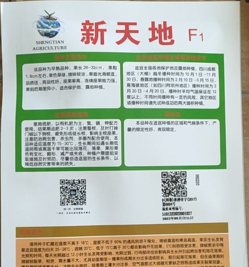 辣椒种子线椒种子青红两用皮薄辣味浓烈细长型