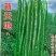 辣椒种子线椒种子青红两用皮薄辣味浓烈细长型