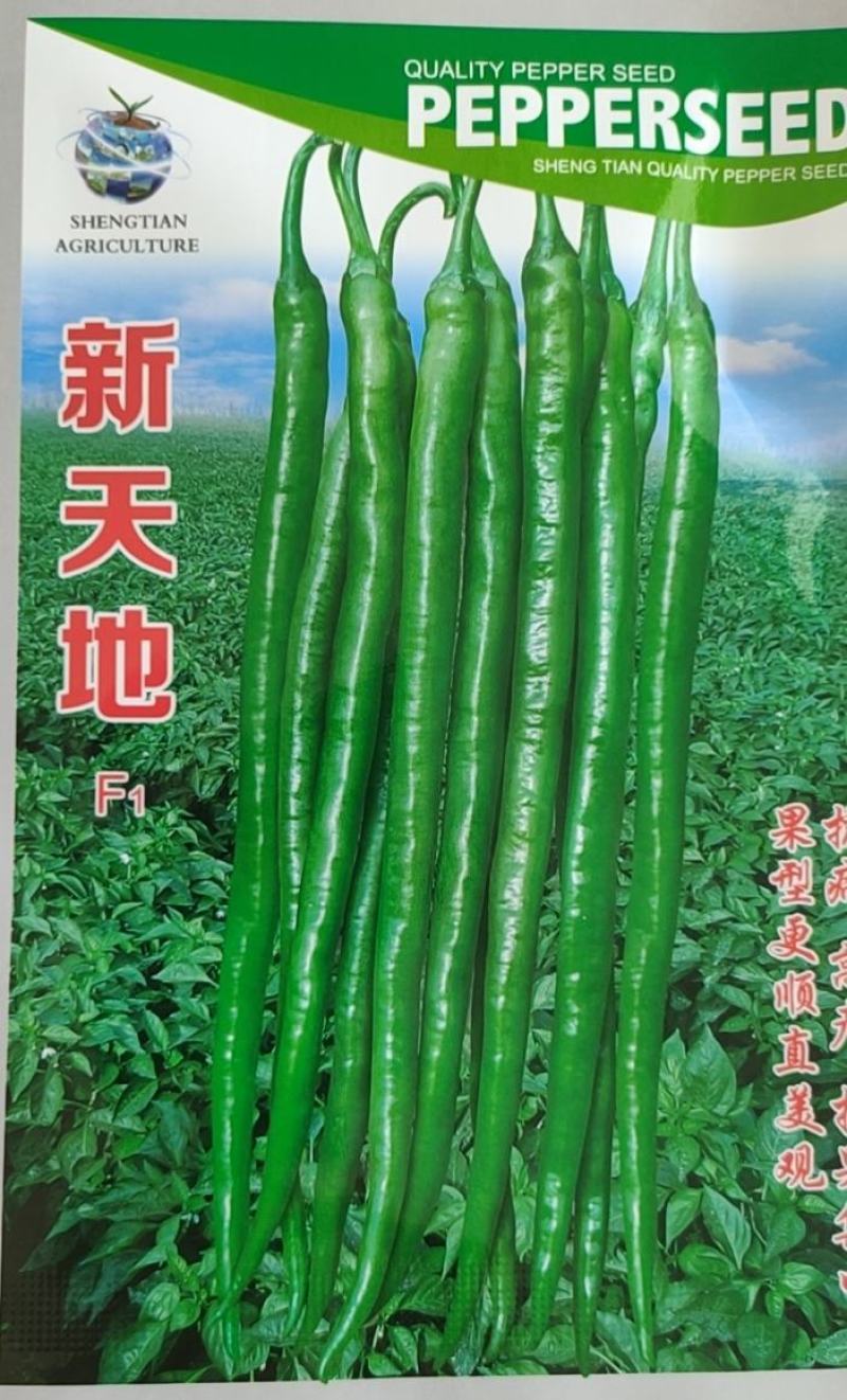 辣椒种子线椒种子青红两用皮薄辣味浓烈细长型
