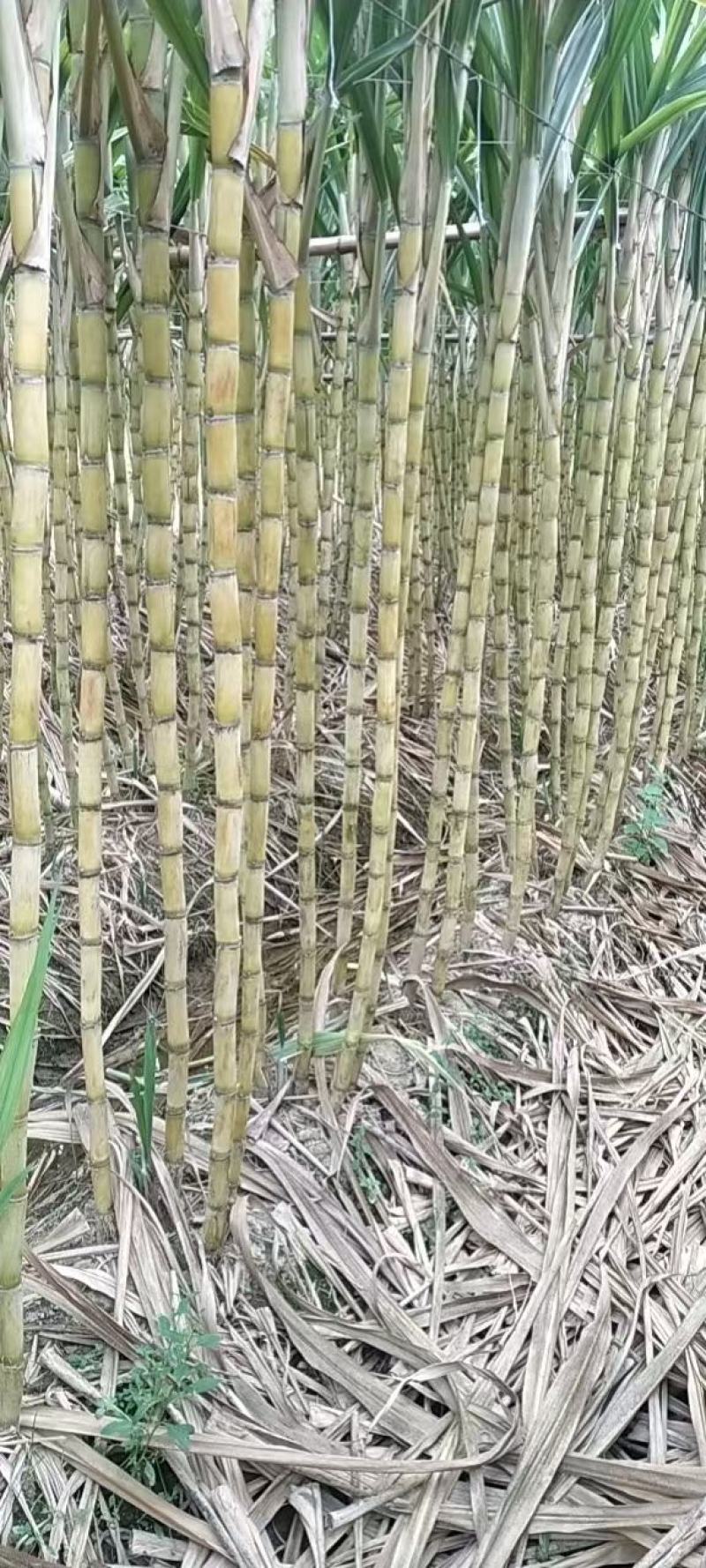 黄色黑皮甘蔗，都有货，要的老板联系我
