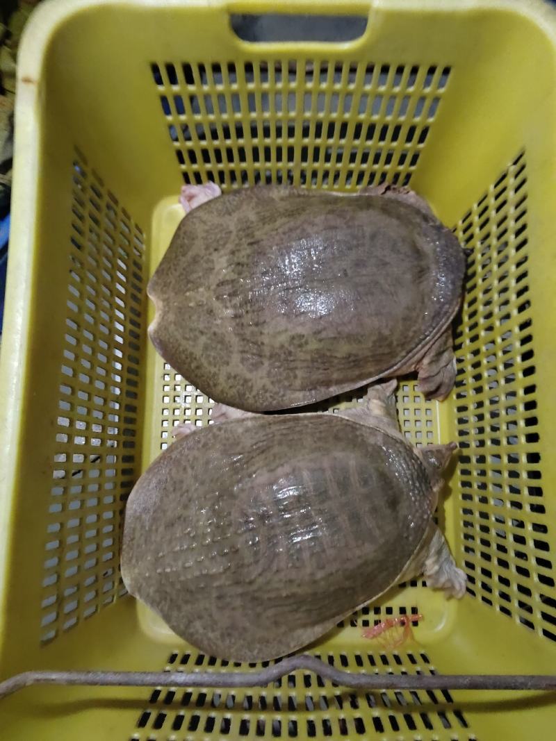 生态养殖甲鱼！广东茂名一手批发！仓库货多！