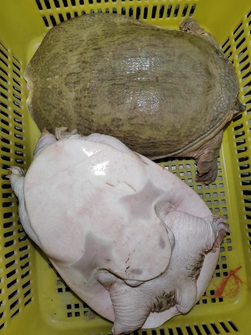 生态养殖甲鱼！广东茂名一手批发！仓库货多！