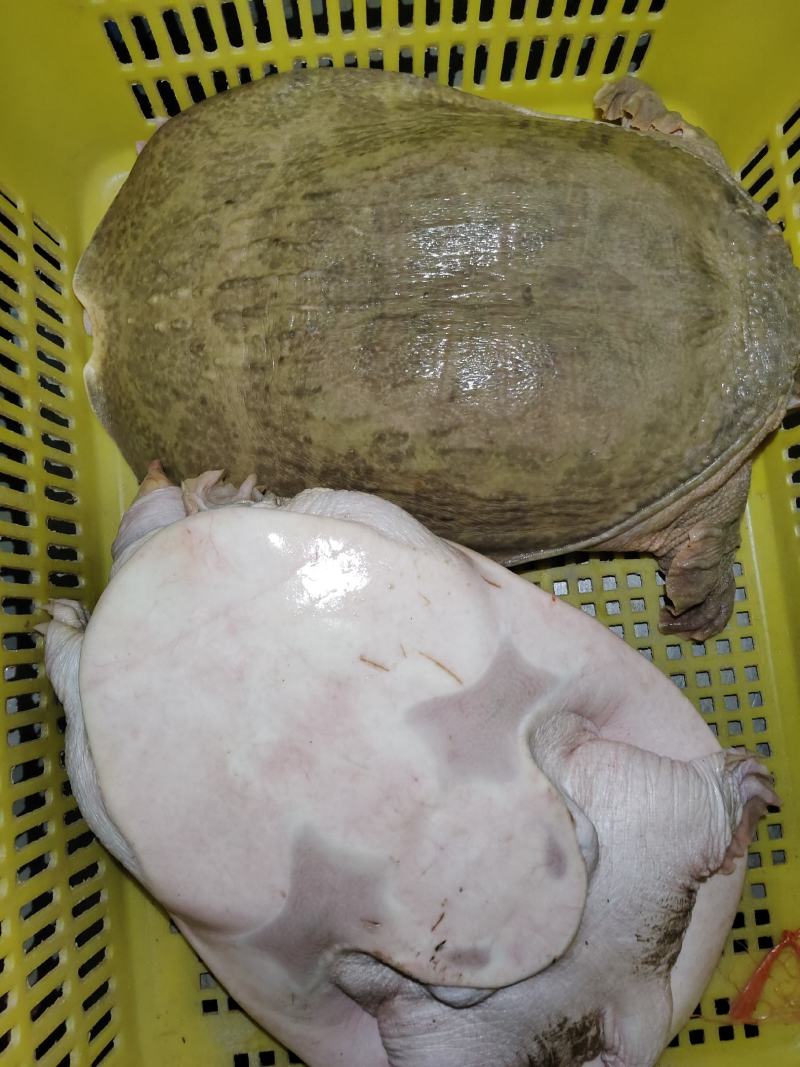 生态养殖甲鱼！广东茂名一手批发！仓库货多！