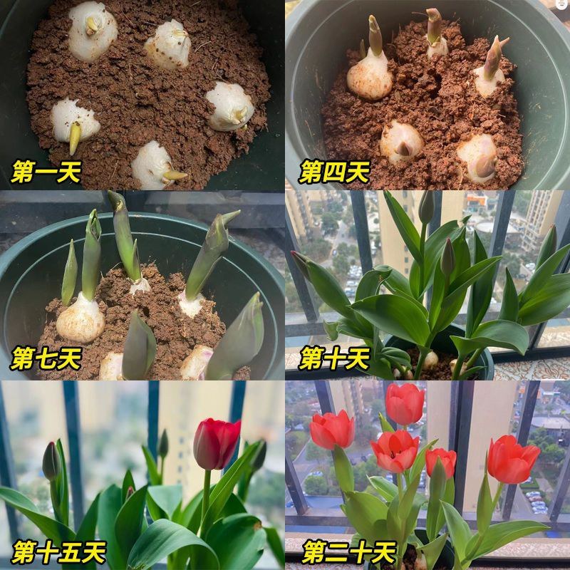 郁金香种球进口品种种球包花色花海打造欢迎选购