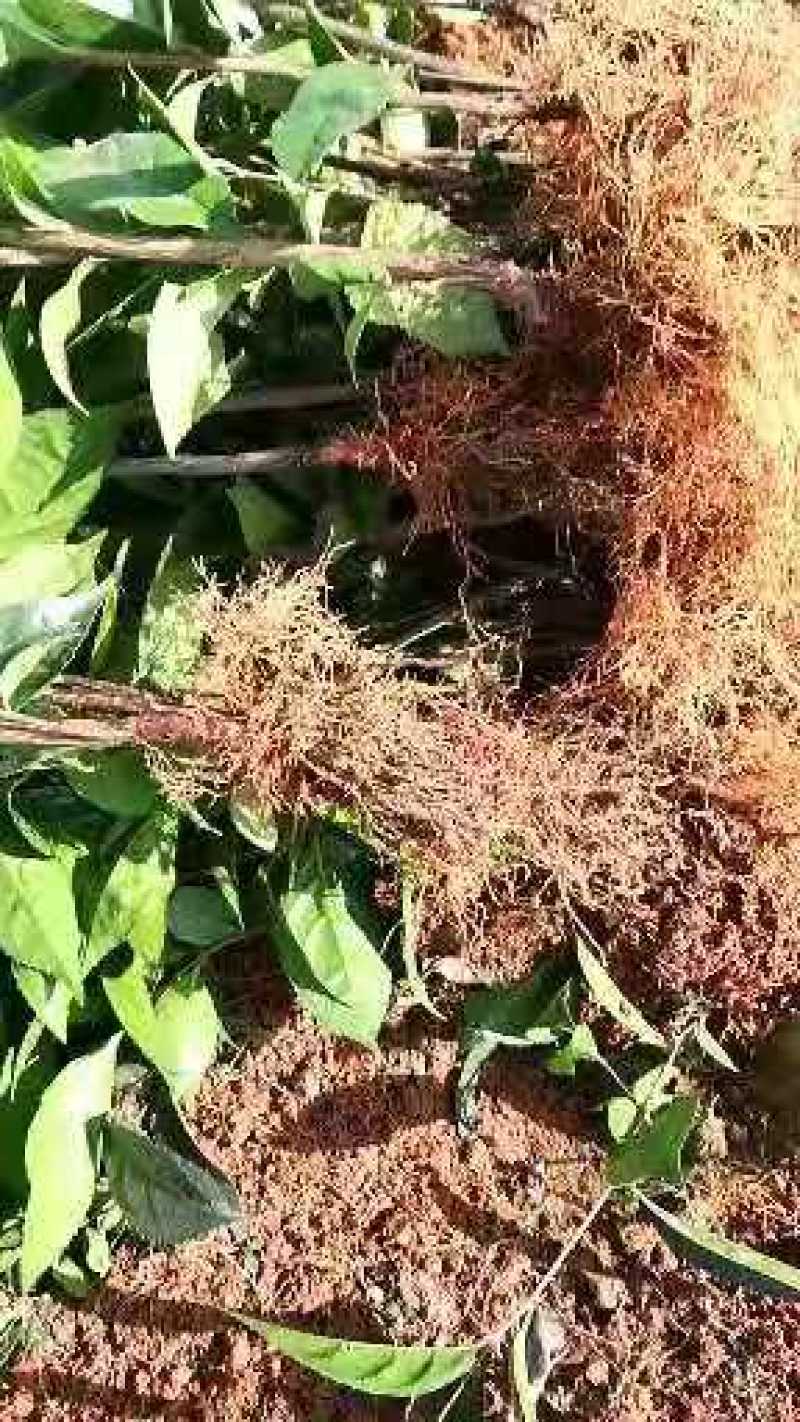 红花大果油茶苗基地直发量大从优即可观赏又可榨油