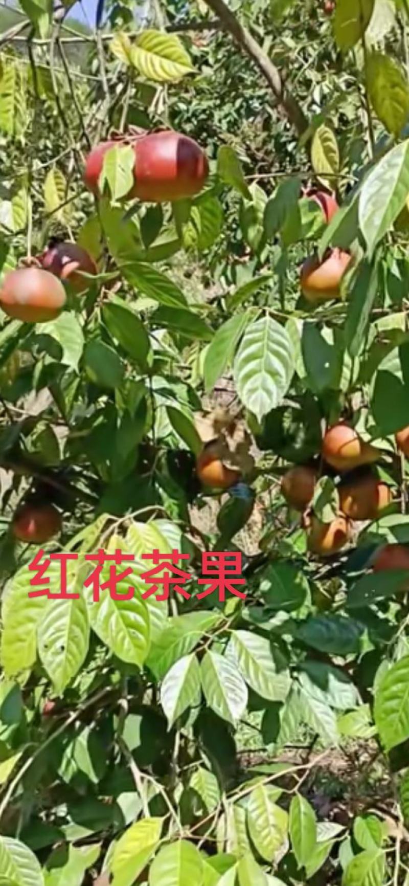 红花大果油茶苗基地直发量大从优即可观赏又可榨油