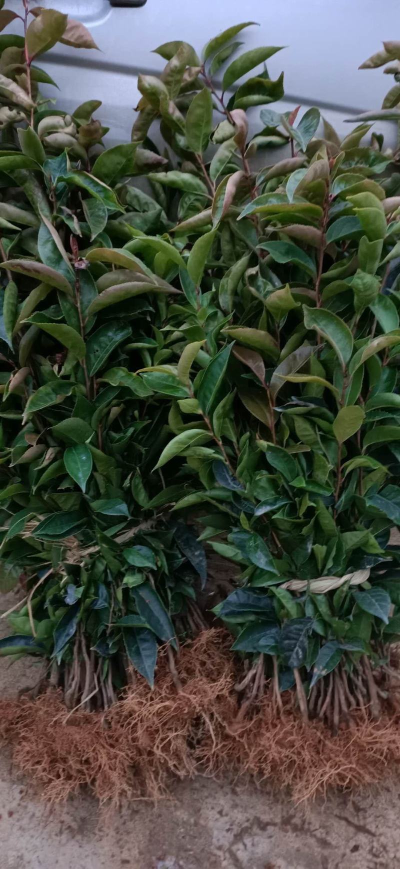 红花大果油茶苗基地直发量大从优即可观赏又可榨油