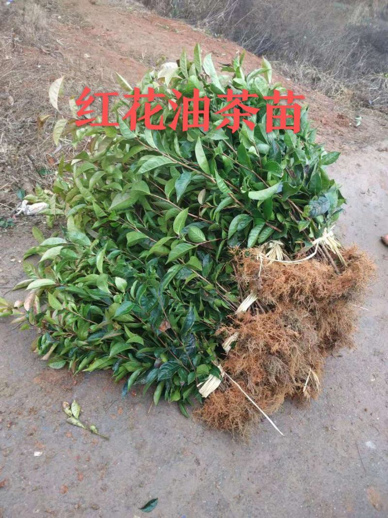 红花大果油茶苗基地直发量大从优即可观赏又可榨油