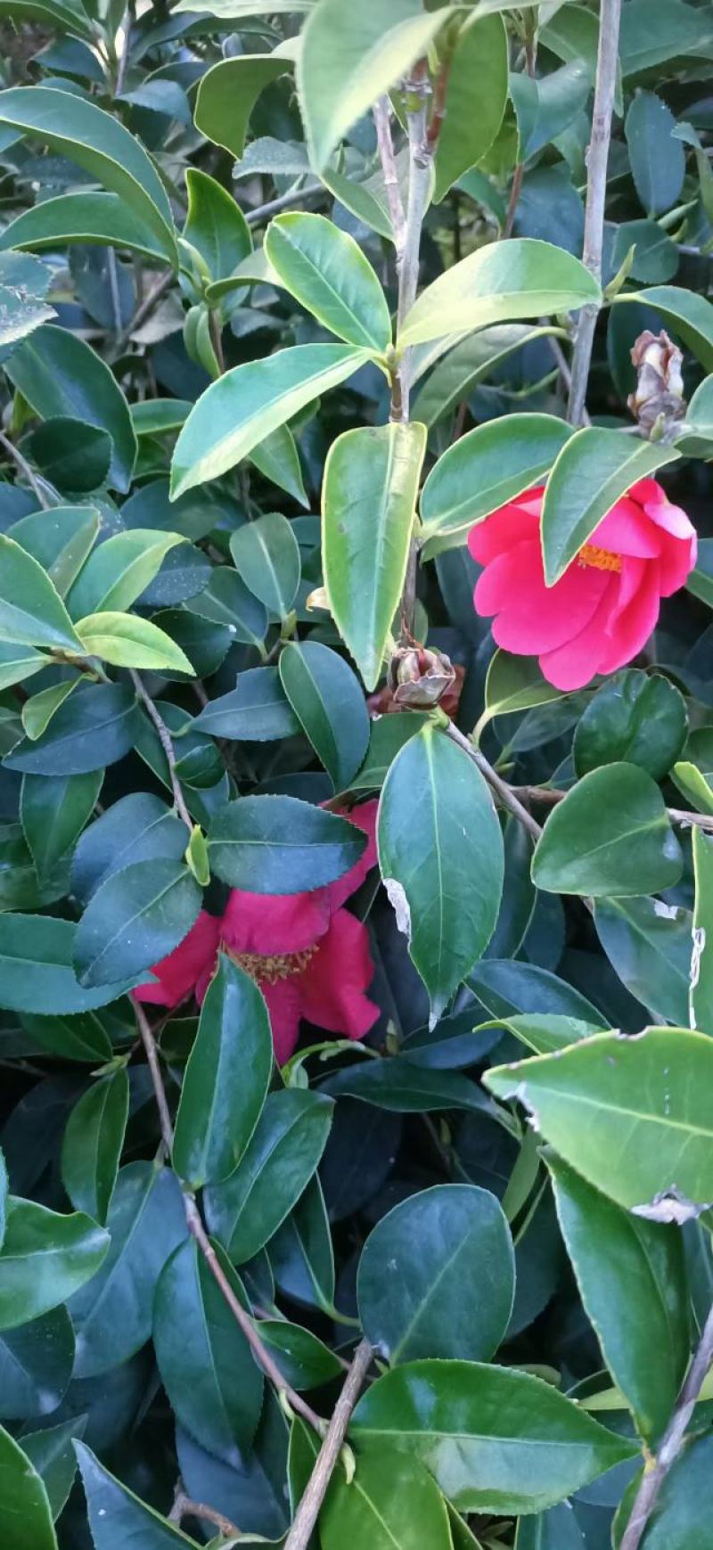 红花大果油茶苗基地直发量大从优即可观赏又可榨油