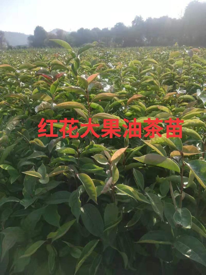 红花大果油茶苗基地直发量大从优即可观赏又可榨油