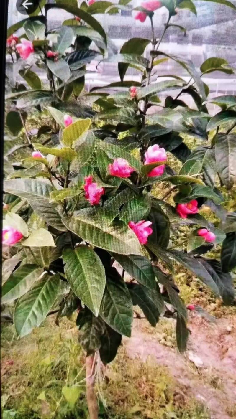 红花大果油茶苗基地直发量大从优即可观赏又可榨油