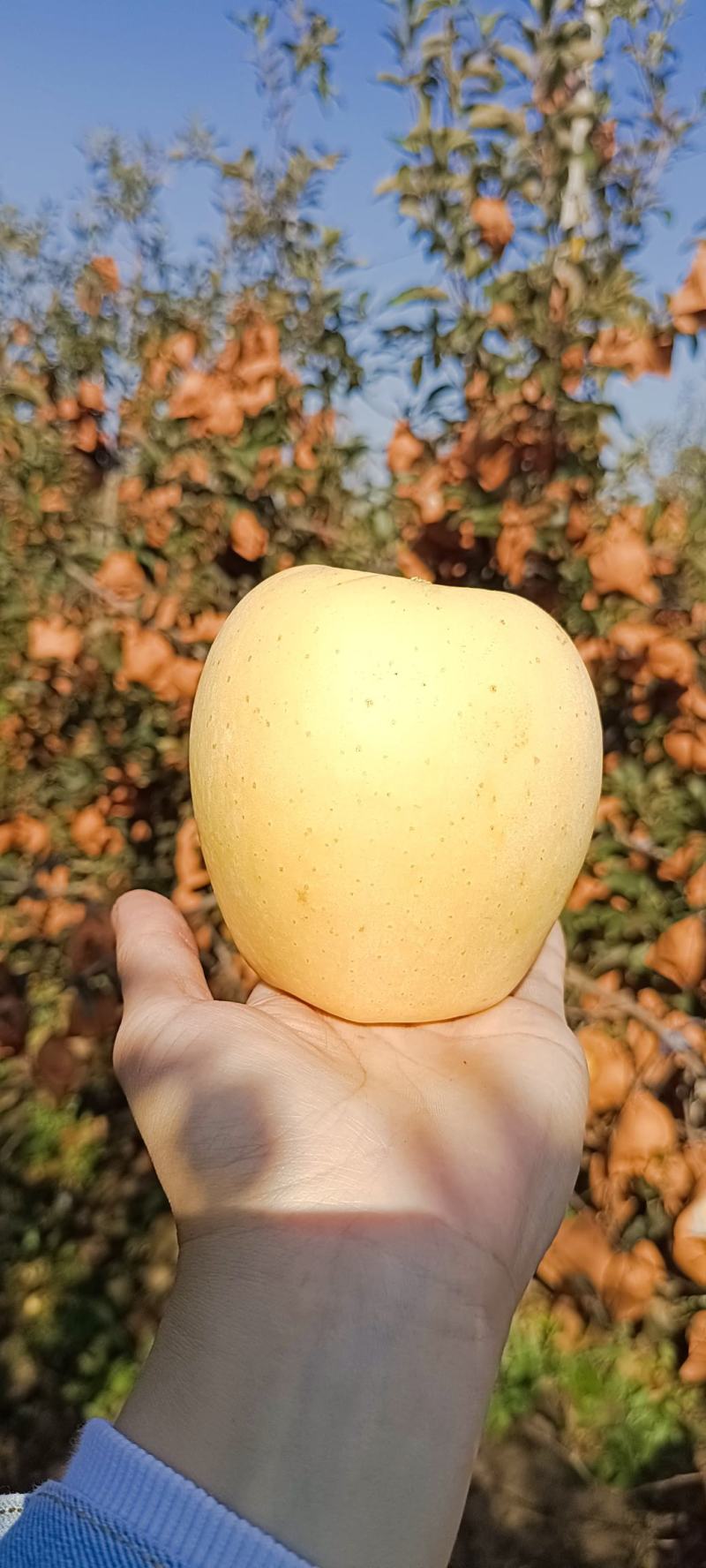 苹果中的维纳斯！