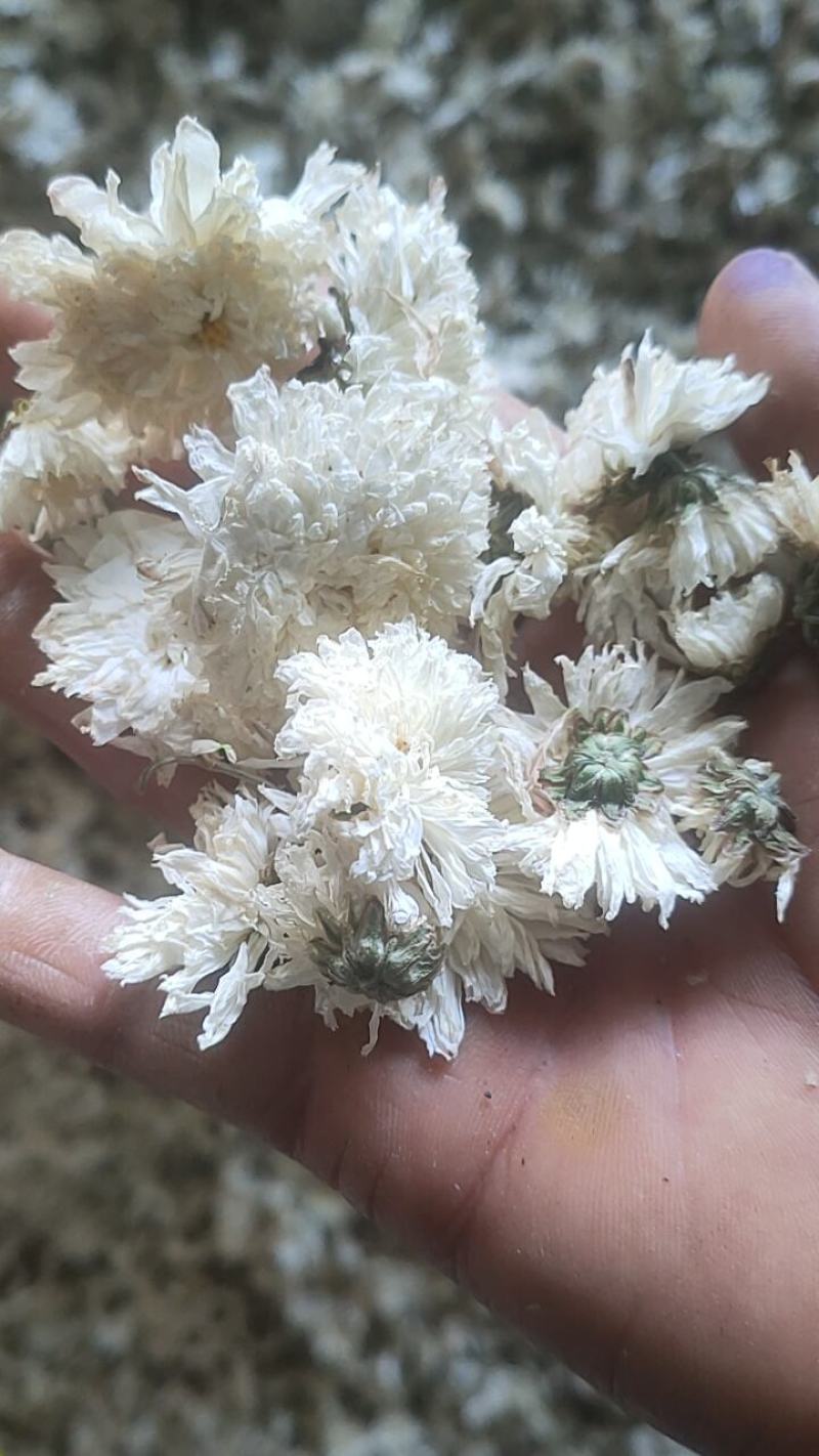 大板菊