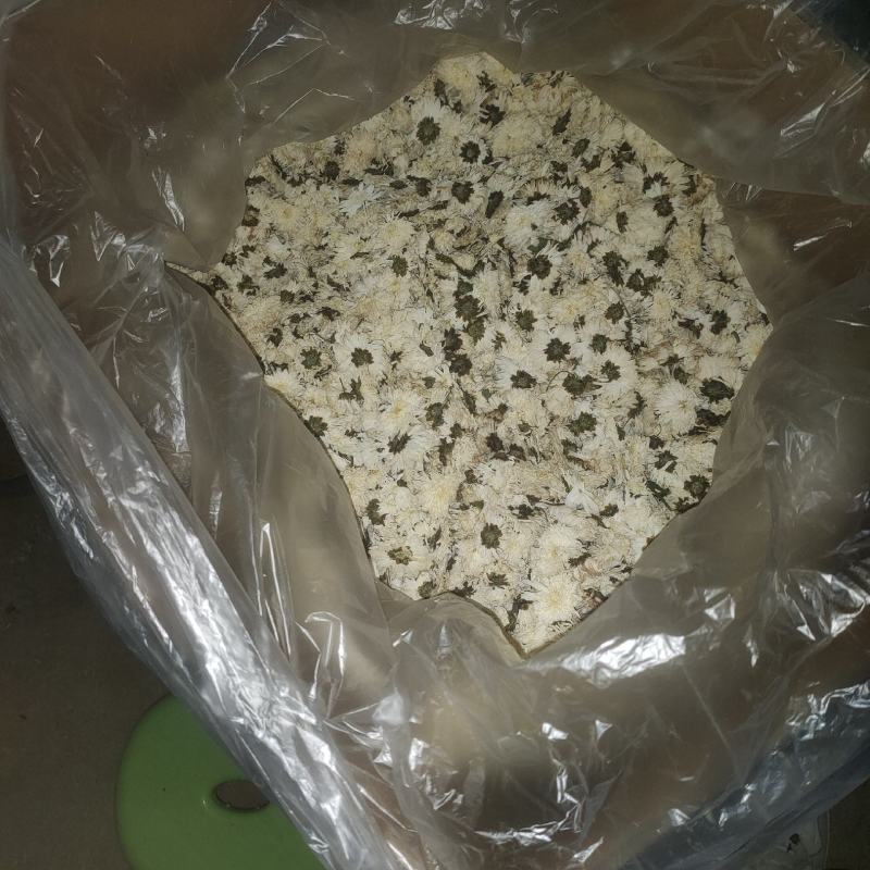 大板菊