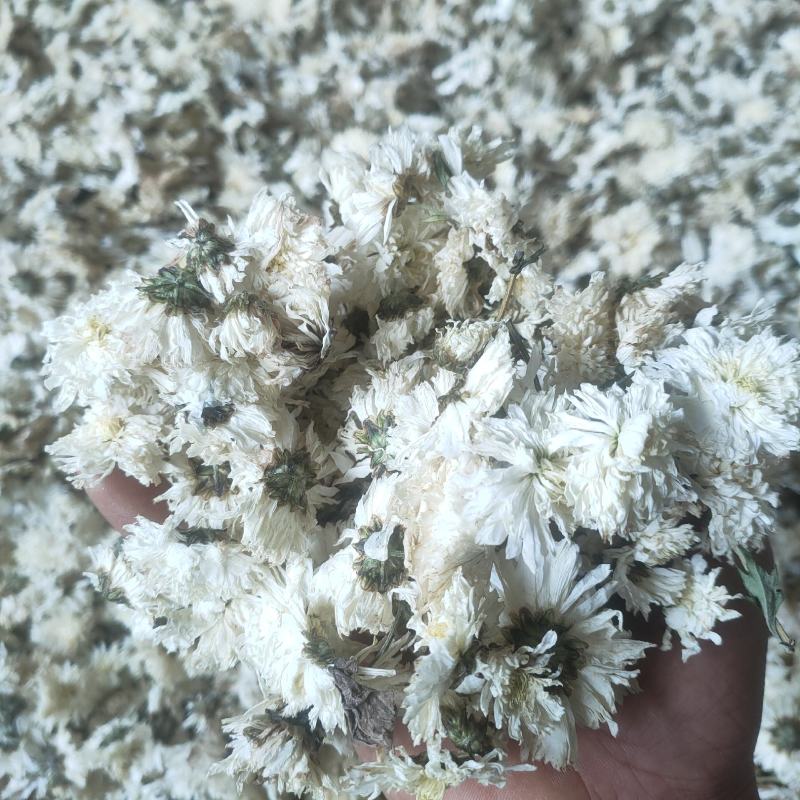 大板菊
