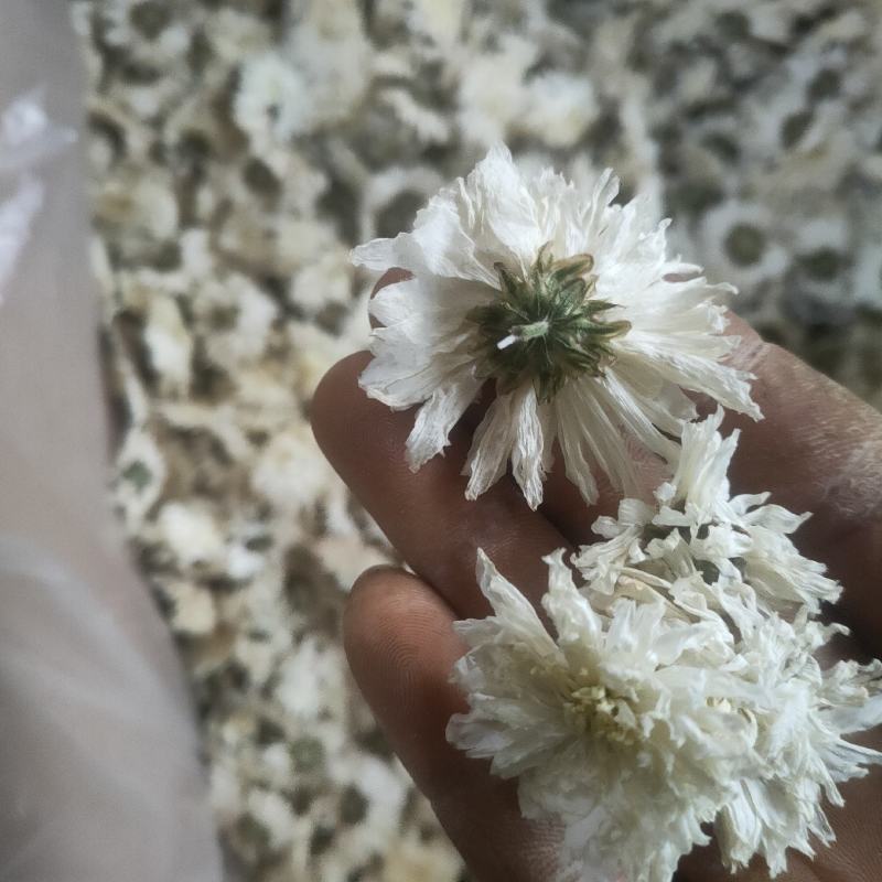 大板菊