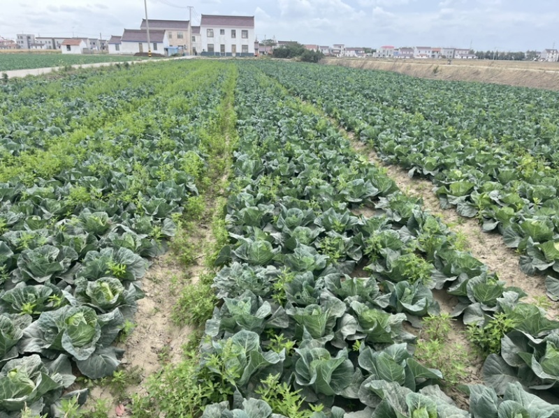 【精品】万亩牛心菜大量上市，品质保证，价格实惠，货源稳定