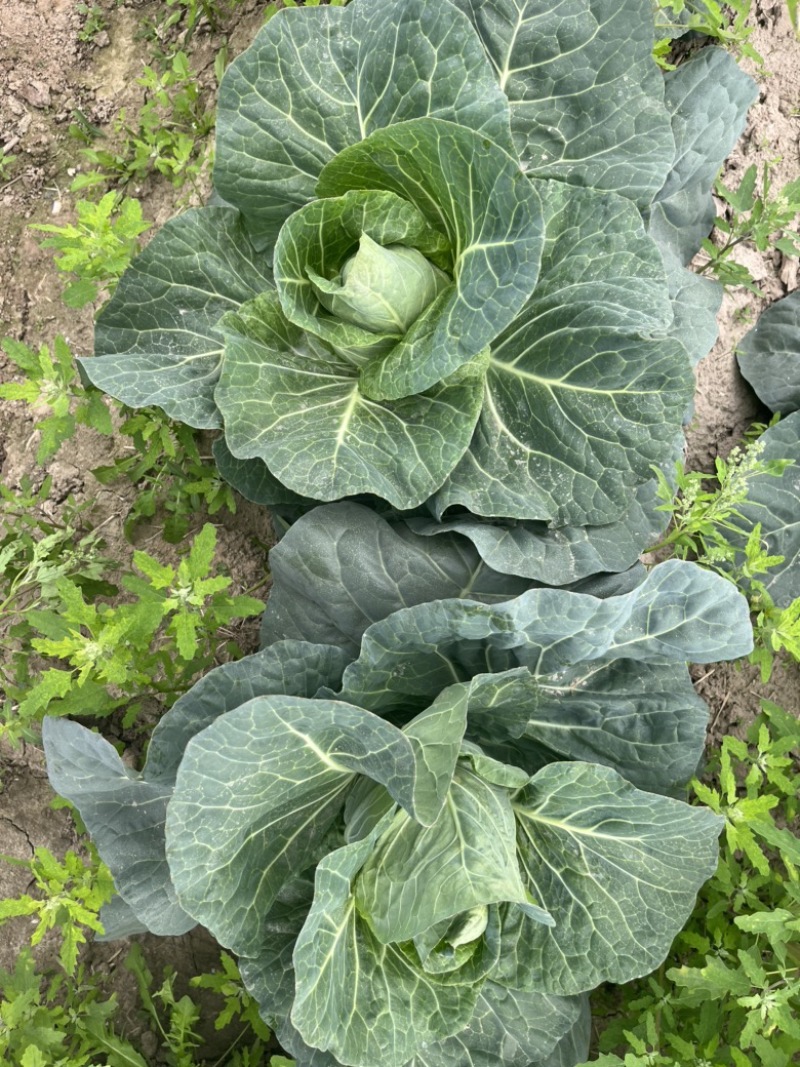 【精品】万亩牛心菜大量上市，品质保证，价格实惠，货源稳定