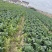 【精品】万亩牛心菜大量上市，品质保证，价格实惠，货源稳定