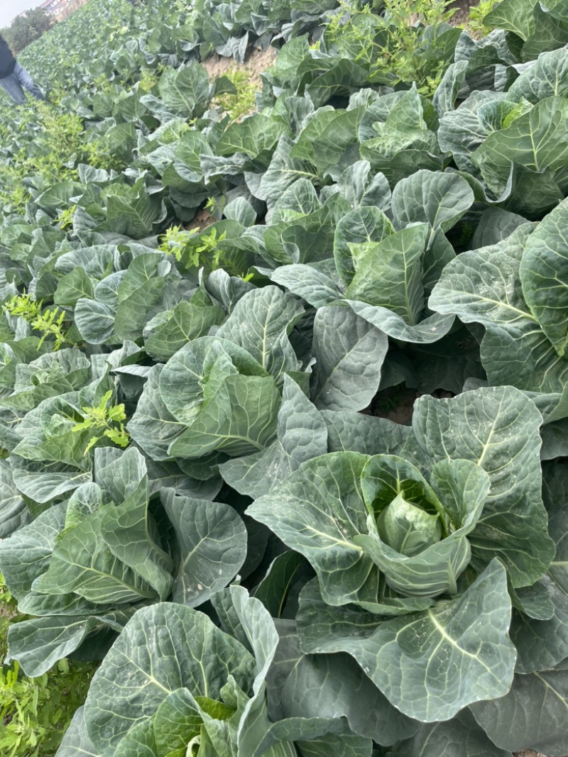 【精品】万亩牛心菜大量上市，品质保证，价格实惠，货源稳定