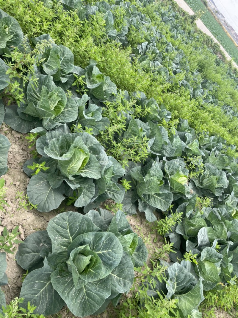 【精品】万亩牛心菜大量上市，品质保证，价格实惠，货源稳定