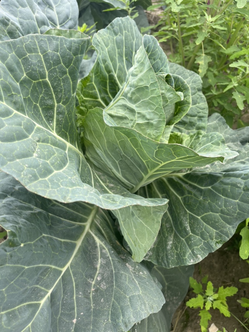 【精品】万亩牛心菜大量上市，品质保证，价格实惠，货源稳定