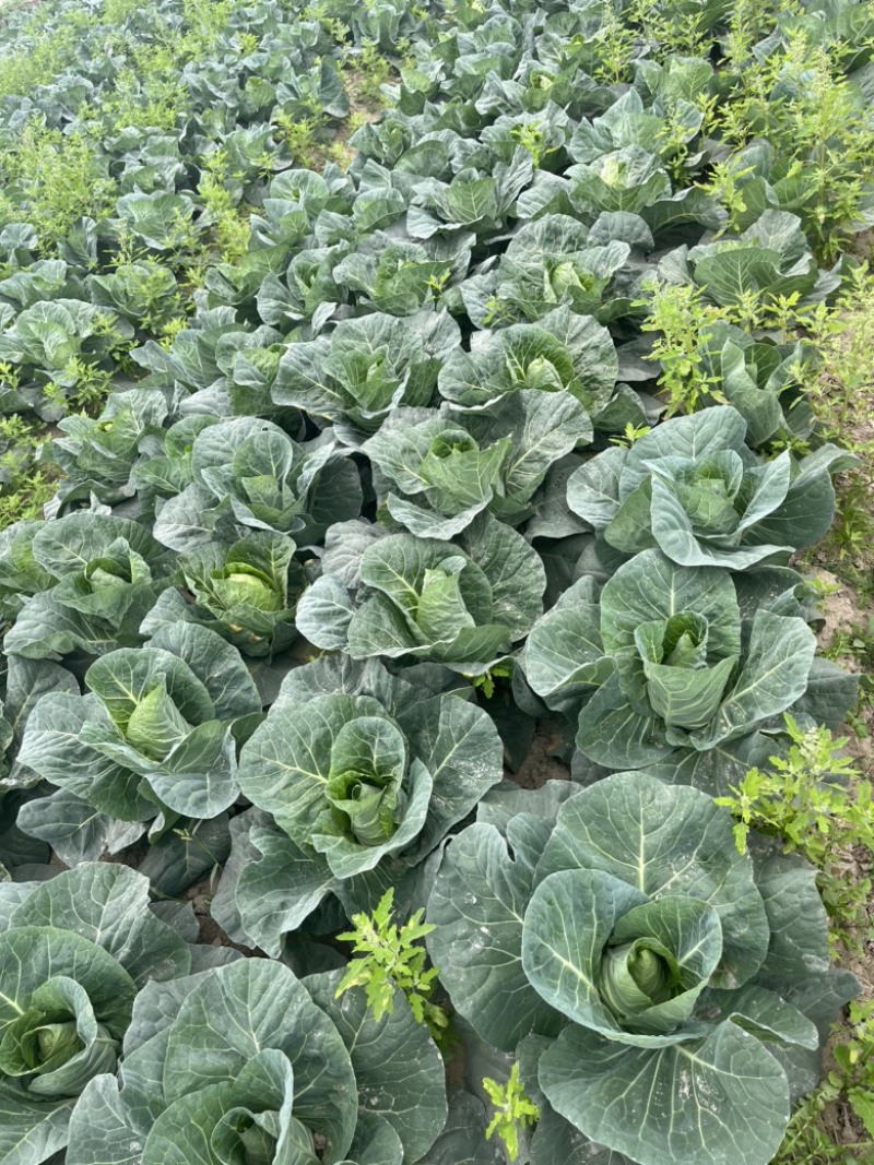 【精品】万亩牛心菜大量上市，品质保证，价格实惠，货源稳定