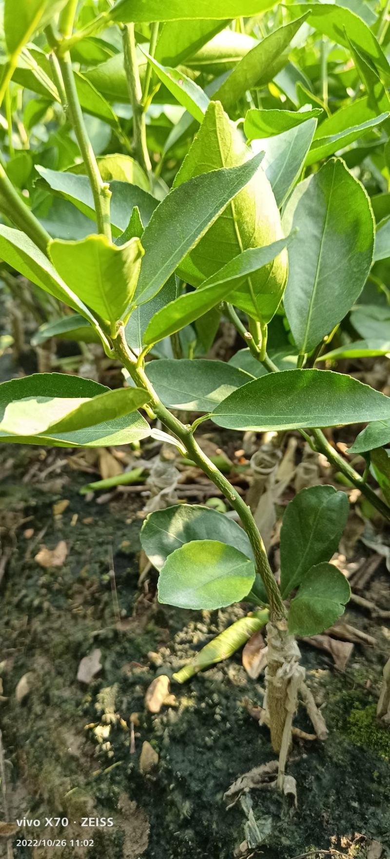 贡柑苗皇帝柑苗贡柑嫁接苗皇帝柑嫁接苗现挖现发