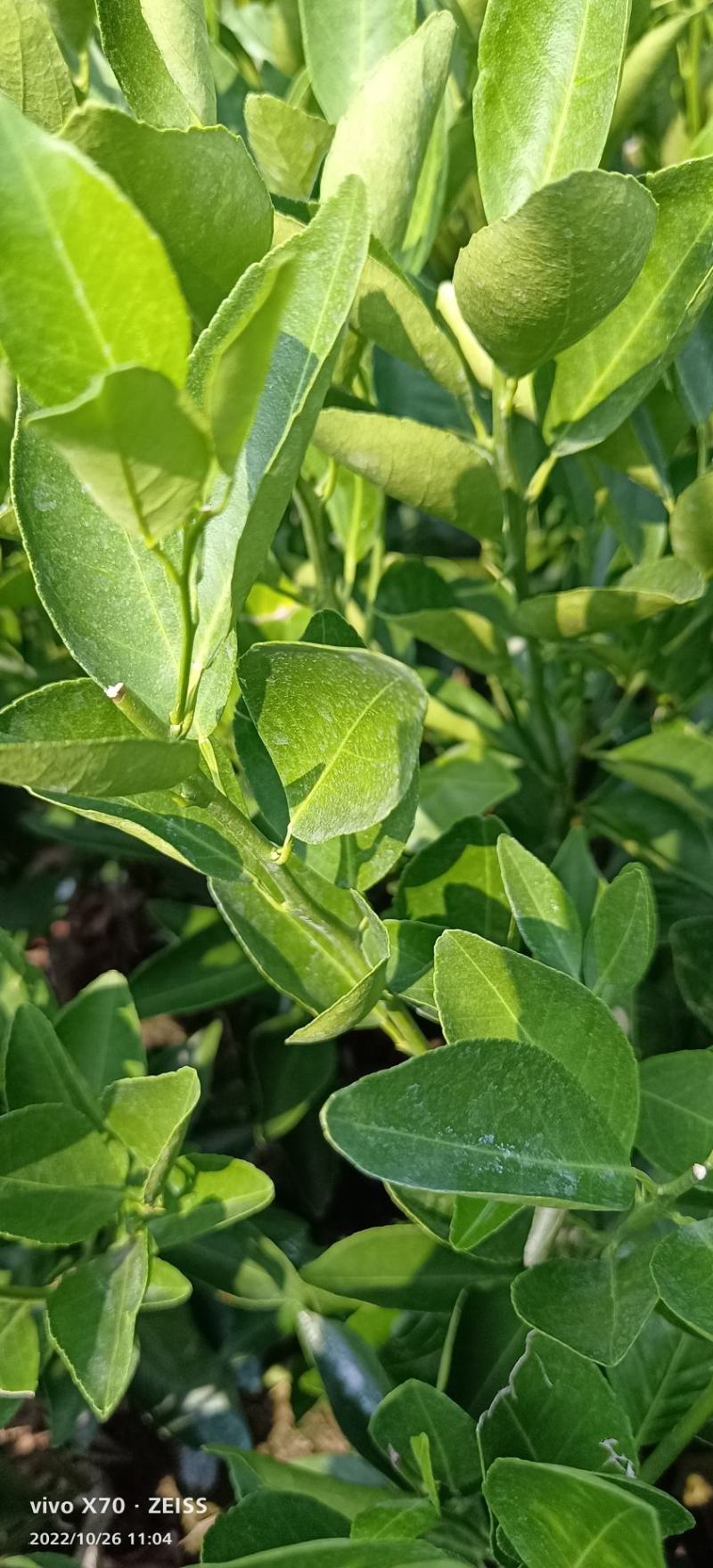 贡柑苗皇帝柑苗贡柑嫁接苗皇帝柑嫁接苗现挖现发