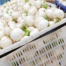 精选圆根萝卜四川基地直供质量保证一手货源全国发货