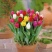 荷兰进口郁金香种球大球四季易种好养冬季耐寒室内外盆栽种植