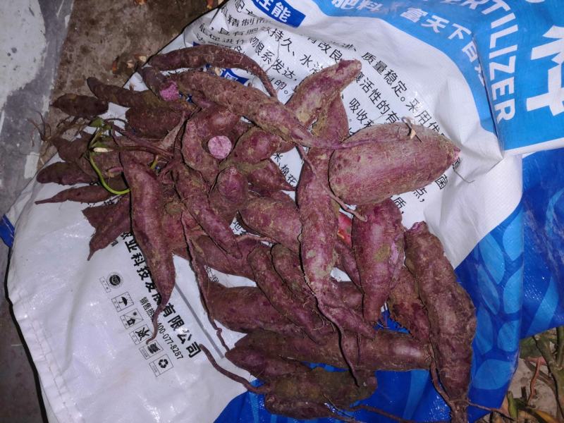 自己种植红薯紫薯头茬春薯采收中