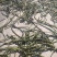 自家红薯即将成熟,现红薯梗可采摘错过不在有,新鲜干货供应