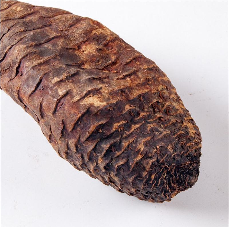 肉苁蓉新疆肉苁蓉大量批发肉苁蓉大芸