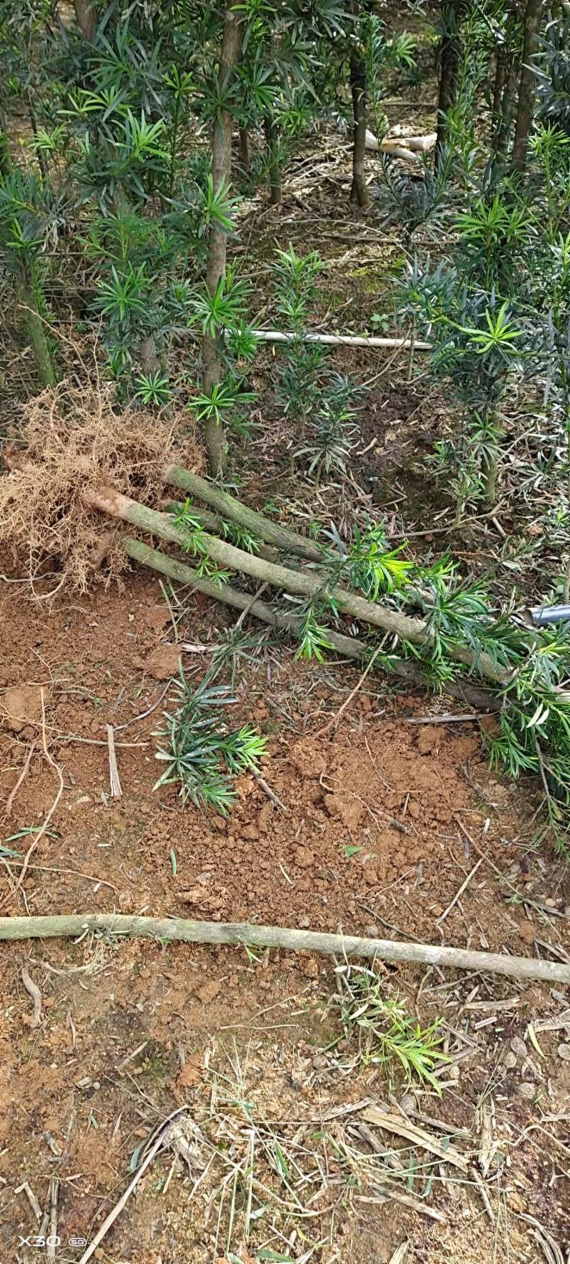 罗汉松苗（地径2.5~6公分）常年青绿可盆栽