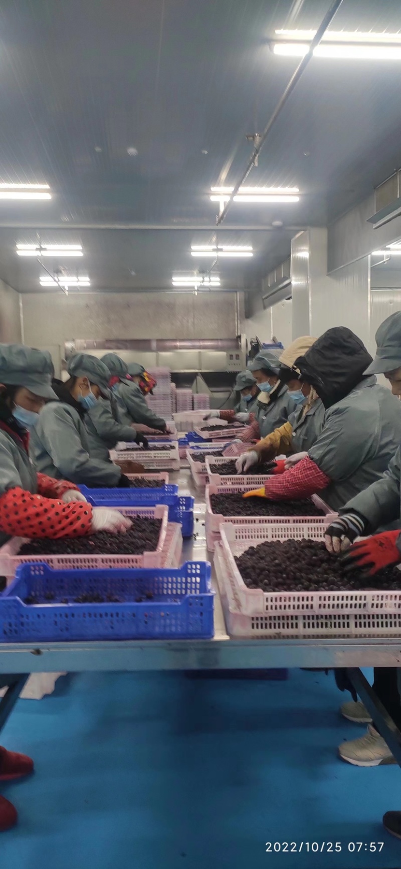 蓝莓冻果蓝莓加工果自有仓库一手货源