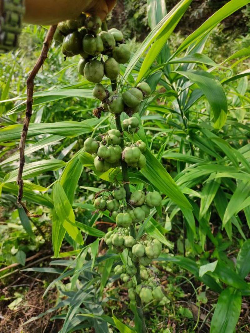 川黄精不倒种仔，成熟度高，霜降过后采摘，包出苗