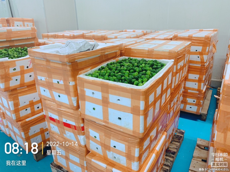 可以协助冻干青金桔/冻干用青金桔/切半青金桔