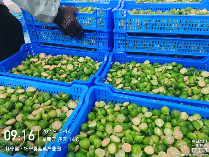 可以协助冻干青金桔/冻干用青金桔/切半青金桔