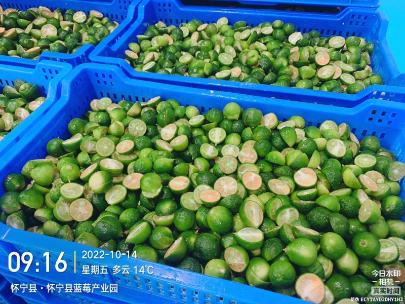 可以协助冻干青金桔/冻干用青金桔/切半青金桔