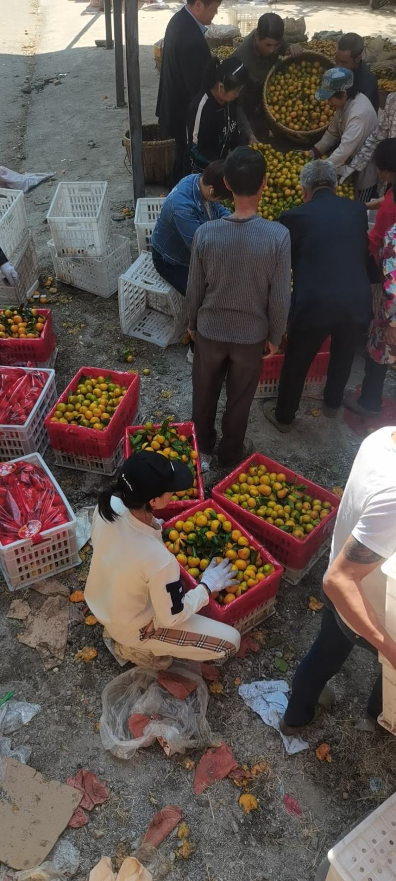 东江湖的小蜜桔