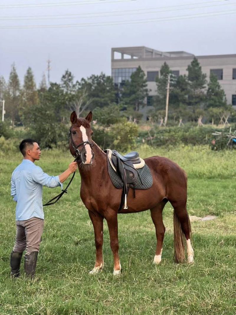 马