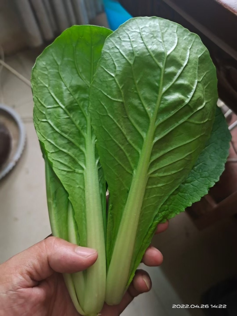 【推荐】精品小棵快菜货源充足品质保证欢迎各位老板咨询