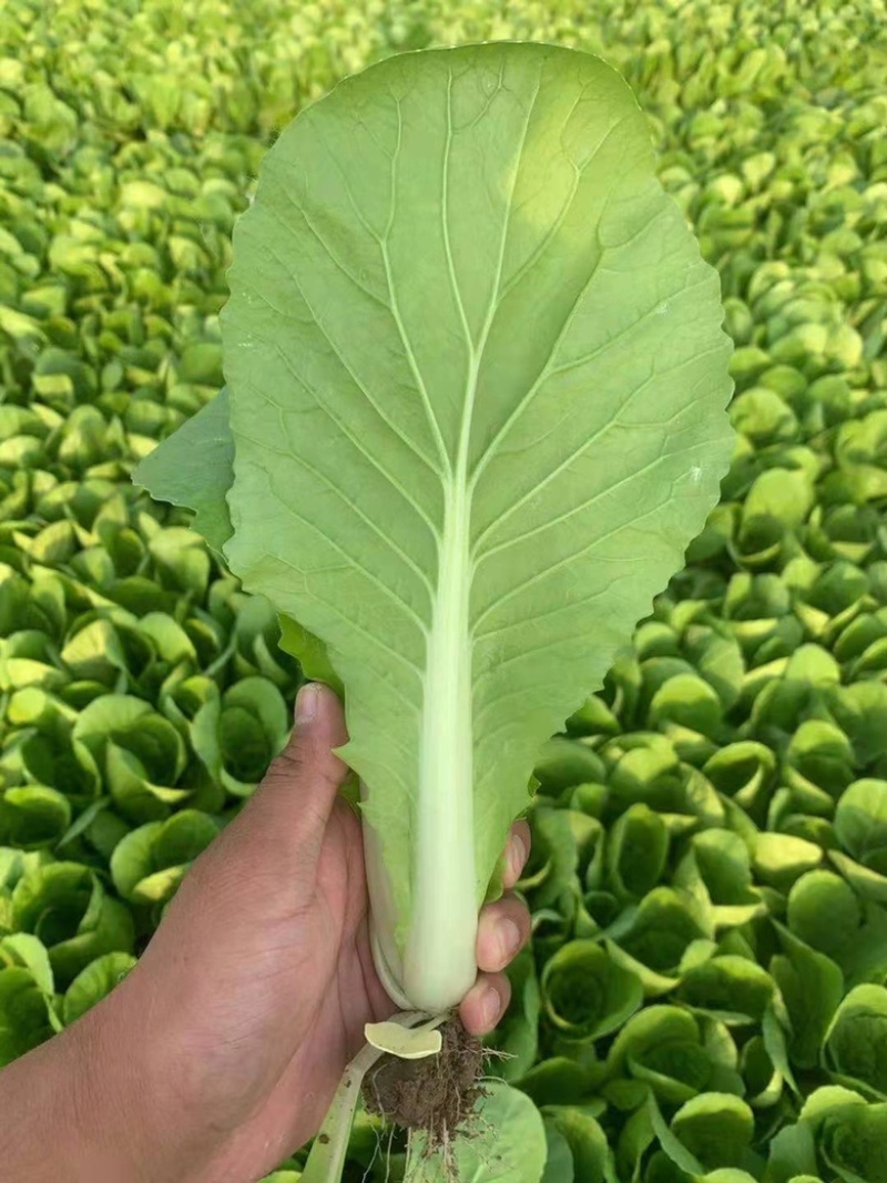 【推荐】精品小棵快菜货源充足品质保证欢迎各位老板咨询