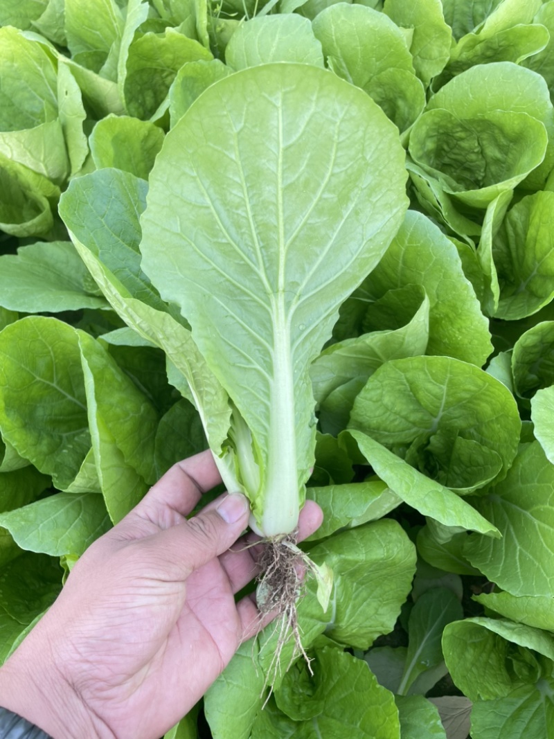 【推荐】精品小棵快菜货源充足品质保证欢迎各位老板咨询